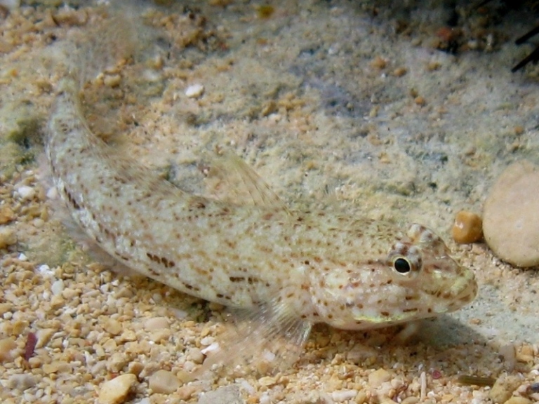 Gobius incognitus dalle Cicladi